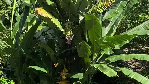 Squirrels in banana tree Stock Footage 163537021