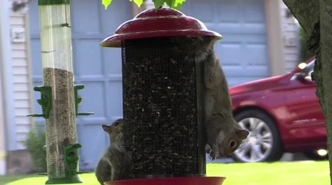 Squirrels at a bird feeder Stock Footage 67367902