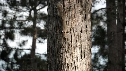 Squirrels chase and play around a tree. Video stock 148675603