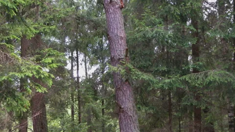 Squirrels chase each other along the trunk of a pine tree. Stock Footage 86048842
