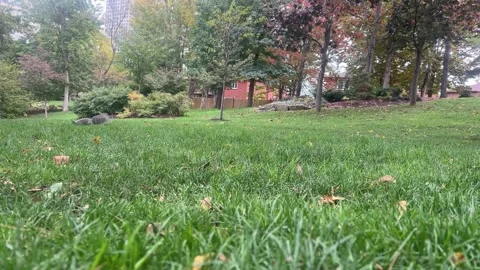Squirrels chase each other and forage for food in a colorful park filled with Stock Footage 329357510