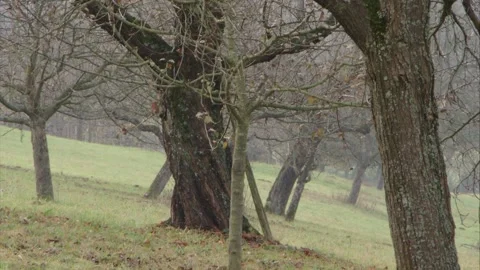 Squirrels chase each other on the tree trunk in autumn Stock Footage 283460465