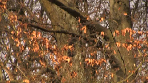 Squirrels chasing through trees 1 Stock Footage 34347785