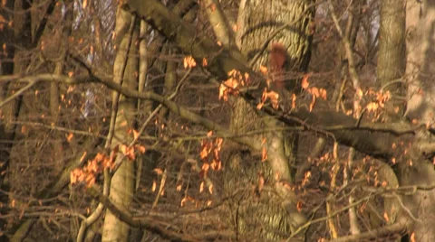 Squirrels chasing through trees 2 Stock Footage 34347776