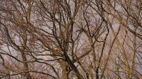 Squirrels chasing through trees 3 Stock Footage 34347679