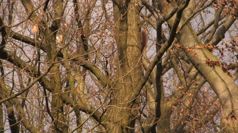 Squirrels chasing through trees 4 Stock Footage 34347881