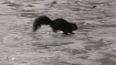 Squirrels in city park Stock Footage 37131025