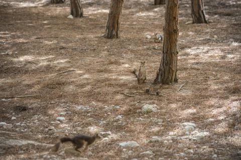 Squirrels in a city park Stock Photos