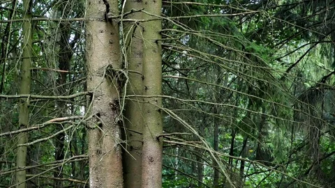 Squirrels climb the tree. Stockbeeldmateriaal 116542538