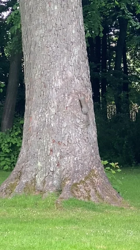 Squirrels Climbing Up A Tree Video stock 170903340
