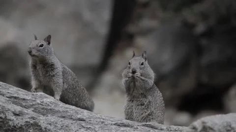 Squirrels close up 動画素材 56324327