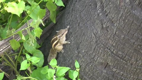 The Squirrels: Close-up of a squirrel in natural habitat. Stock Footage 290104715