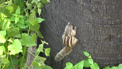 The Squirrels: Close-up of a squirrel in natural habitat. Stock Footage 290105331