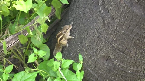 The Squirrels: Close-up of a squirrel in natural habitat. Stock Footage 290107348