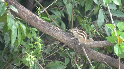 The Squirrels: Close-up of a squirrel in natural habitat. Stock Footage 293008231