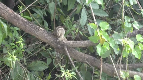 The Squirrels: Close-up of a squirrel in natural habitat. Stock Footage 293008280