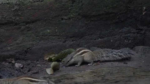 The Squirrels: Close-up of a squirrel in natural habitat Stock Footage 299727013