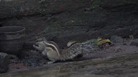 The Squirrels: Close-up of a squirrel in natural habitat Stock Footage 299727067