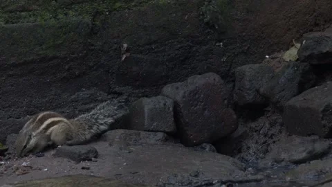 The Squirrels: Close-up of a squirrel in natural habitat Stock Footage 299727251