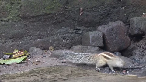 The Squirrels: Close-up of a squirrel in natural habitat Stock Footage 299727496