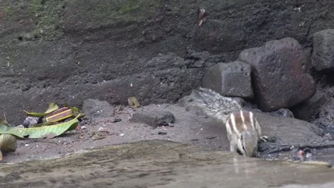 The Squirrels: Close-up of a squirrel in natural habitat Stock Footage 299727647