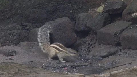 The Squirrels: Close-up of a squirrel in natural habitat Stock Footage 299728047