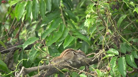 The Squirrels: Close-up of a squirrel in natural habitat, Stock Footage 321932953