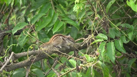 The Squirrels: Close-up of a squirrel in natural habitat, Stock Footage 321933002