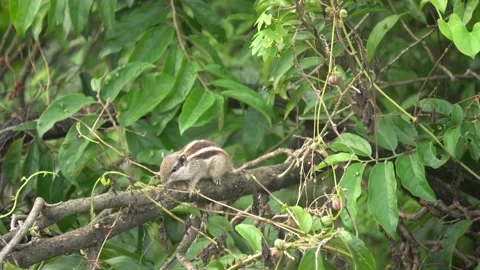 The Squirrels: Close-up of a squirrel in natural habitat, Stock Footage 321933065