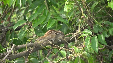 The Squirrels: Close-up of a squirrel in natural habitat, Stock Footage 321933067
