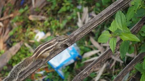 The Squirrels: Close-up of a squirrel in natural habitat. Stock Photos