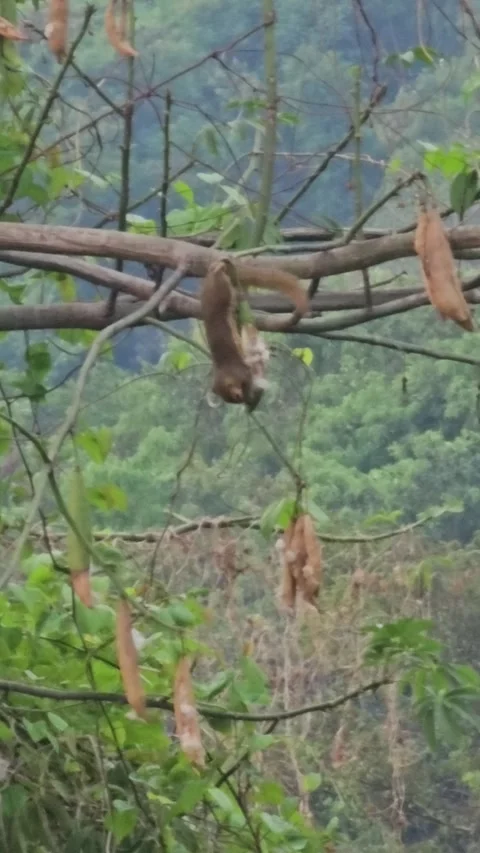 Squirrels eat cotton seed while hanging Stock Footage 246875338
