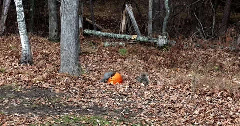 Squirrels eat from an orange pumpkin on the leaf covered ground. Stock Footage 266071230