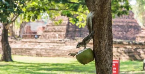 Squirrels eating the coconut Stock Photos
