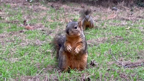 Squirrels Eating a Nut in a Pine Forest – Grass &amp; Needles, Wildlife 4K Vidéo 303168861