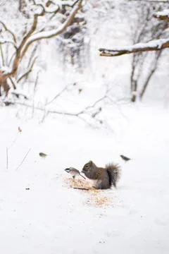 Squirrels eating nuts on snow winter season Stock Photos