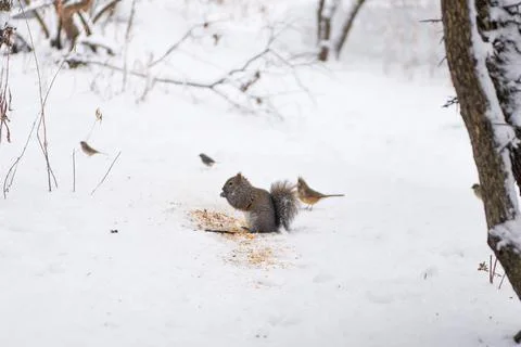 Squirrels eating nuts on snow winter season Stock Photos