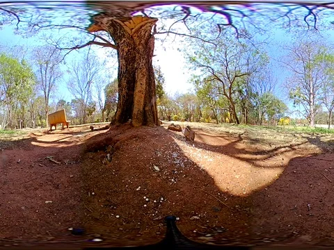 Squirrels Eating in Park 1 - 360 VR Stock Footage 82253988