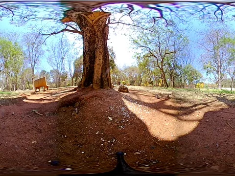 Squirrels Eating in Park 2 - 360 VR Video stock 82293859