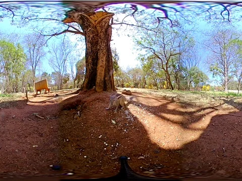 Squirrels Eating in Park 3 - 360 VR Stock Footage 82256879