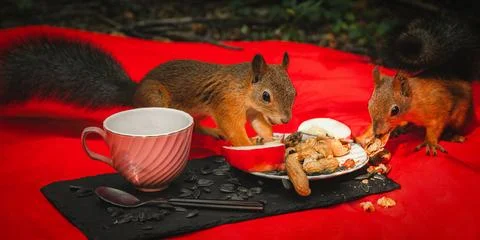 Squirrels eating Stock Photos