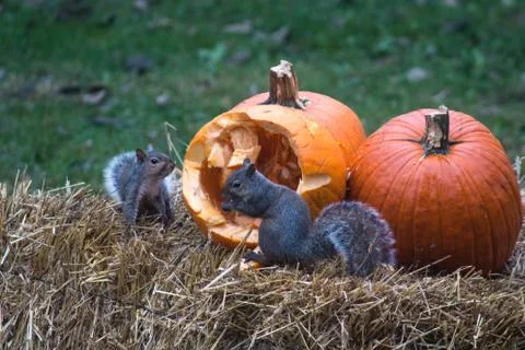 Squirrels eating pumpkins Foto stock