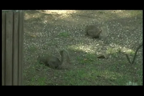 Squirrels eating4 Stock-Footage 125583