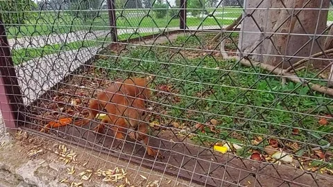 Squirrels explore their habitat in a park during a sunny day with fresh food aro Stock Footage 330987645