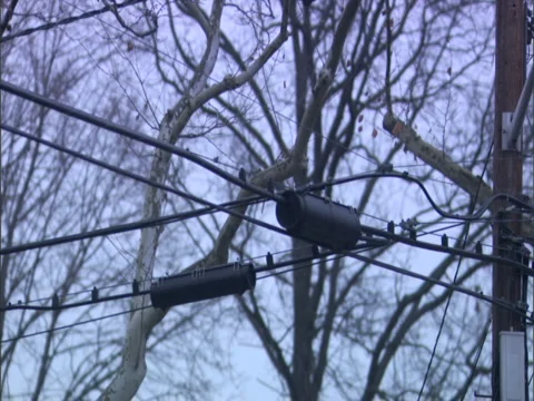Squirrels fall off tree onto wire Stock Footage 2880930