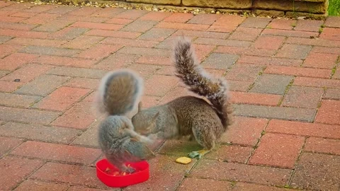Squirrels fighting over food on backyard patio. Grey squirrels clashing near red Stock Footage 312040548