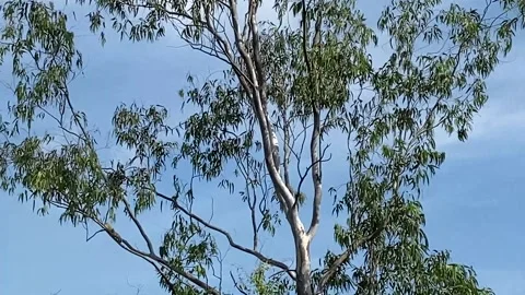 Squirrels flying Stock Footage 163537022