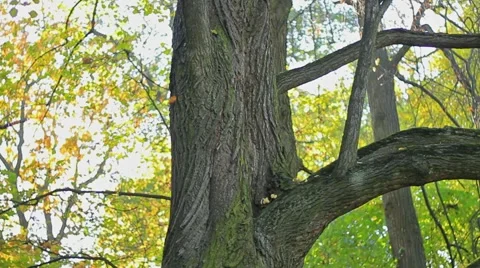 Squirrels Stock Footage 1008786