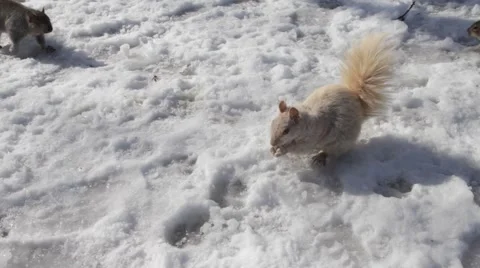 Squirrels Stock Footage 2182847