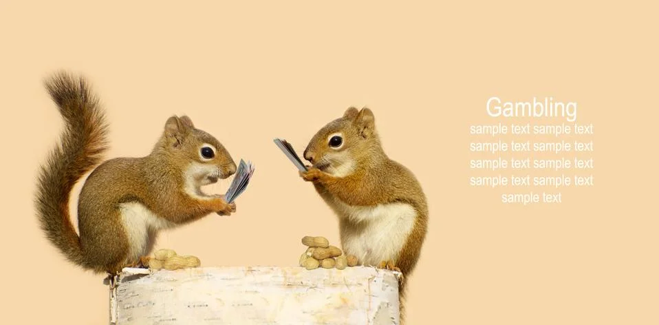 Squirrels gambling (creative). Stock Photos